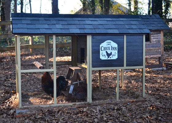 Some Praise for a Cheap Chicken Coop