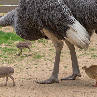 An ostrich and a jersey giant chicken having chicks (1).jpg