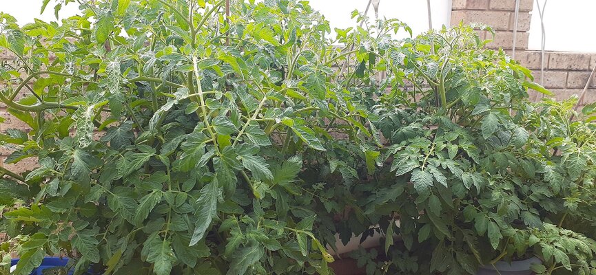 kratky tomatoes 4.jpg