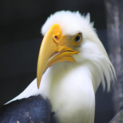 The Birb King as a profile picture (1).jpg