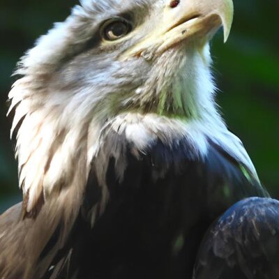 A profile picture for The Birb King (1).jpg