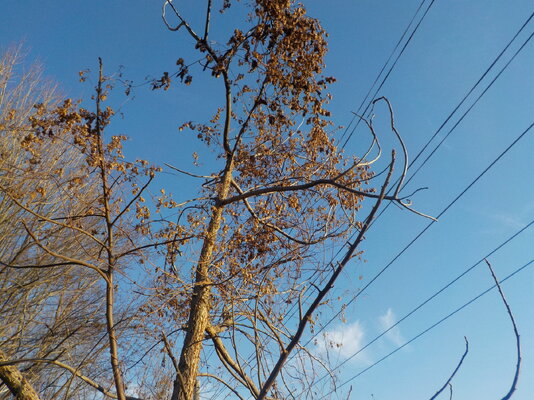 DSCN1306.JPG