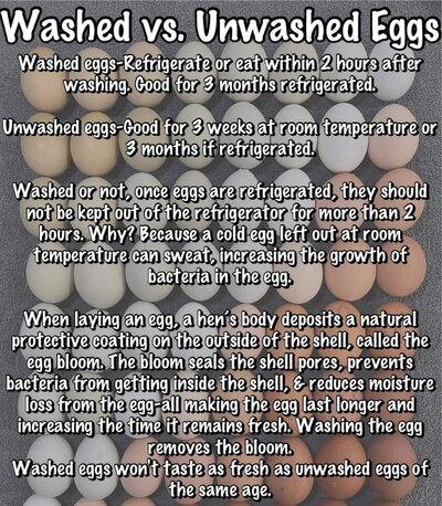 eggs.jpg