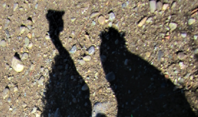 shado.PNG