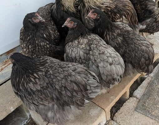 Orp HENS.jpg