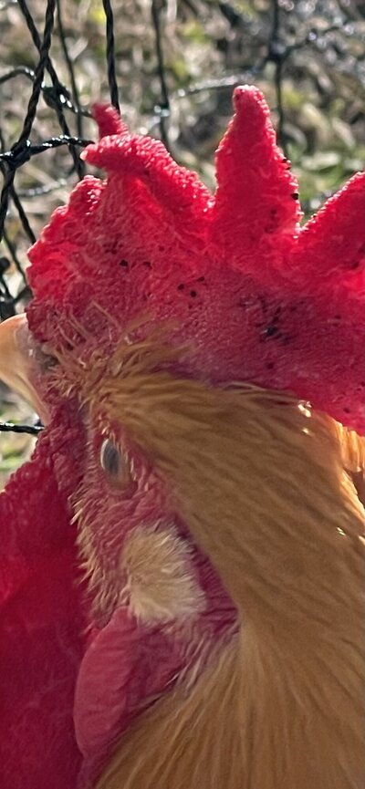 IMG_1854.jpeg