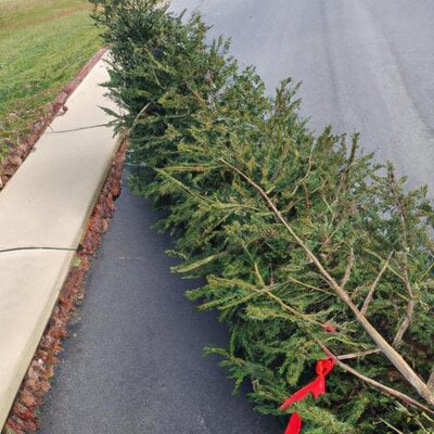 A Christmas tree running down a driveway (1).jpg