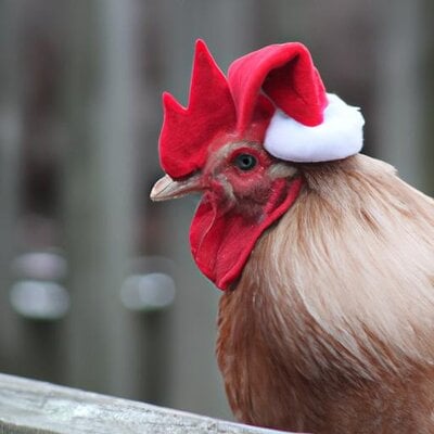 A rooster wearing a santa hat (1).jpg