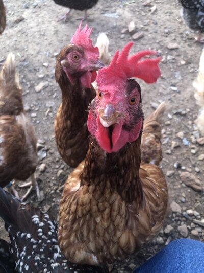Chicken Breed: The Hyline Brown (and a chicken story)