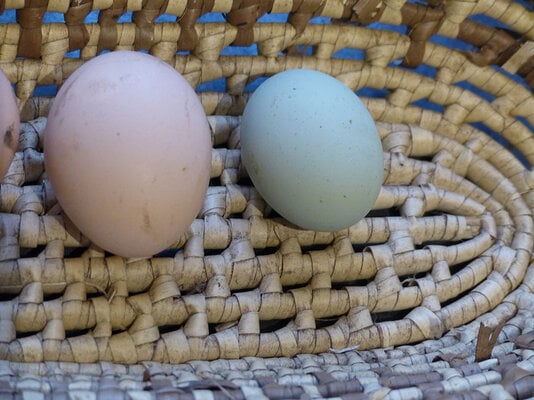 Blue eggS.jpg