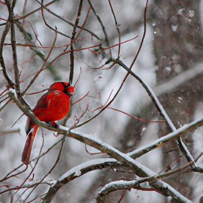 A cardinal in the woods while it&#039;s snowing (1).jpg