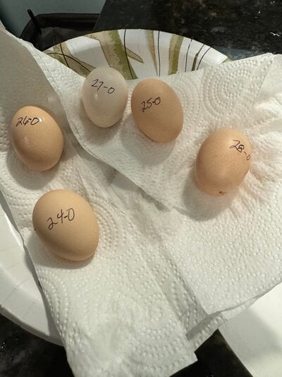 drying odoban eggs.jpg