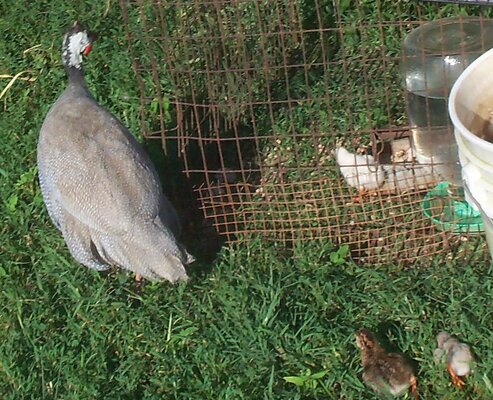 guinea keets.JPG01.JPG