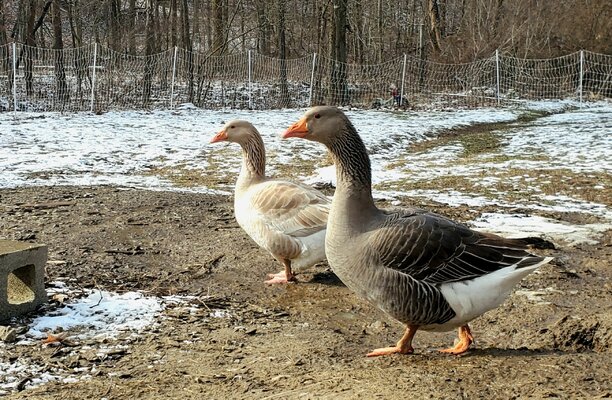 2023_waterfowl_couple_2.jpg