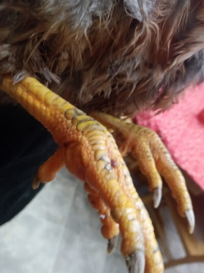 feet2.jpg