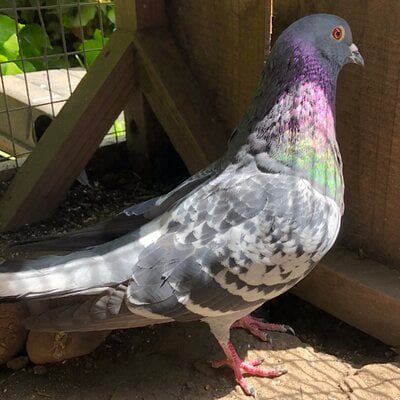 2023_pigeon_1.jpeg 2023_pigeon_1.jpeg