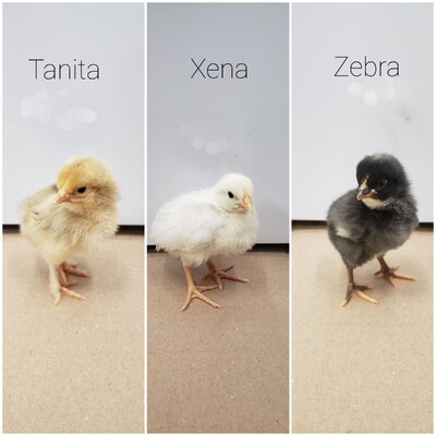 chicks3.jpg