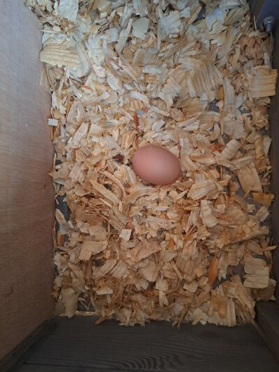First Egg.jpg