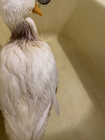 IMG_0504.jpeg