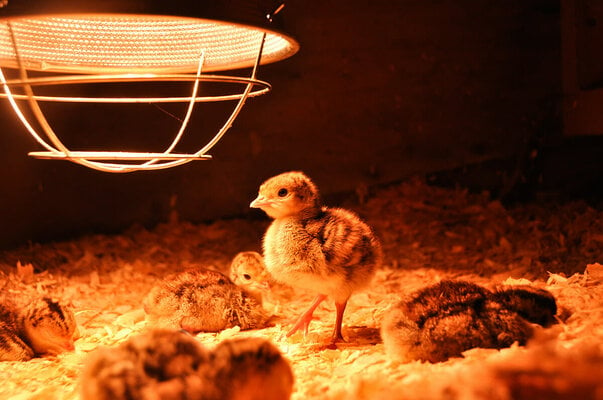 Feathered Beginnings: A Guide to Nurturing Baby Chicks