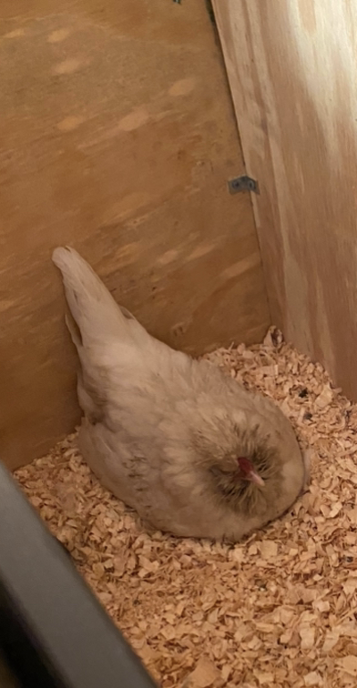 Screenshot 2024-01-30 at 12.14.19 PM.png