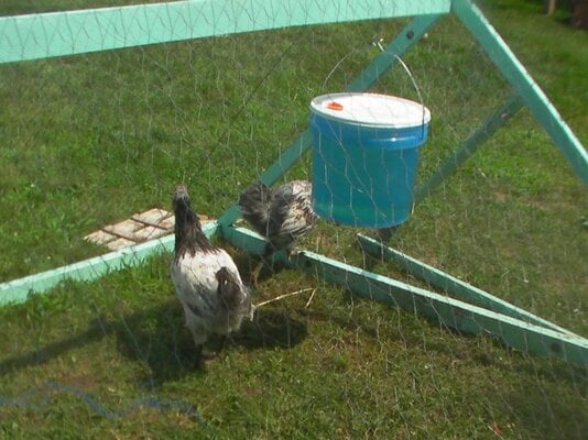 The Art of Raising Chickens: Creating a Cozy and Functional Coop