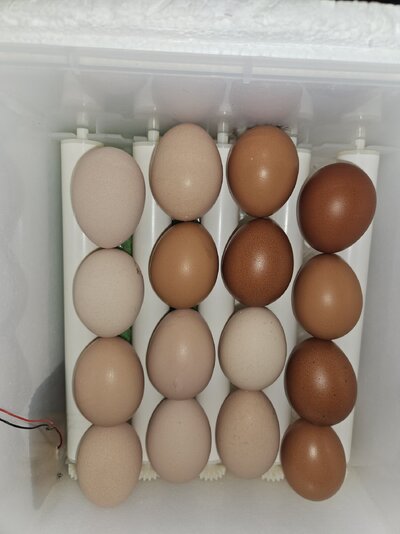 Eggs.jpg1.jpg