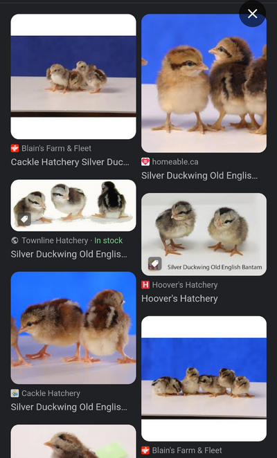 Screenshot_20240204-091401.png