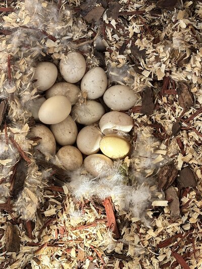 14 eggs nest.jpg
