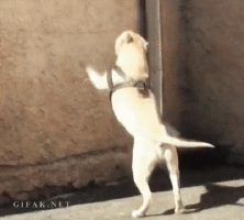 IMG_6069.gif