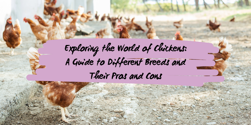 Exploring the World of Chickens: A Guide to Different Breeds and Their Pros and Cons