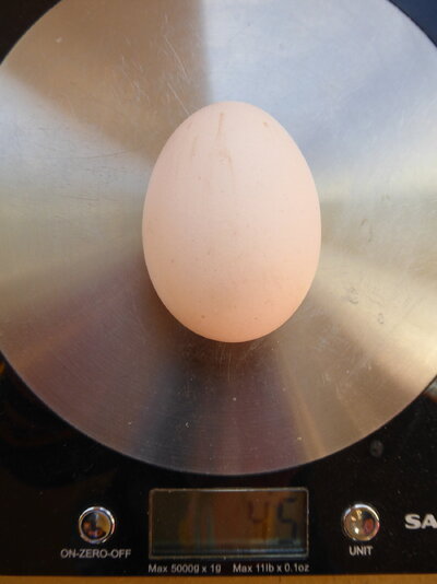 Idris' 1st egg.JPG
