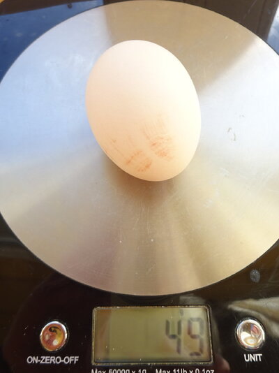 Betws 1st egg.JPG