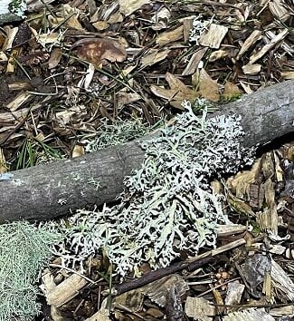 Lichen sm.jpg