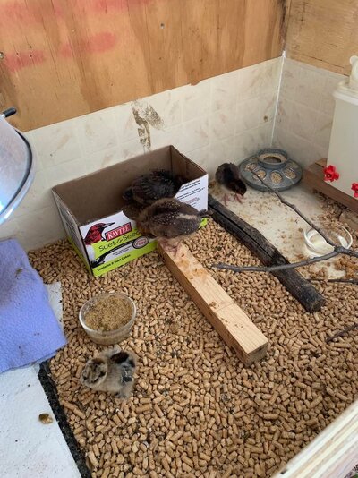 brooder w chicks.jpg brooder w chicks.jpg