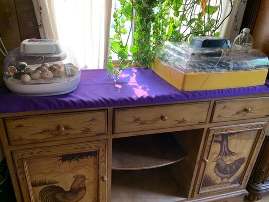 incubator with purple.jpg