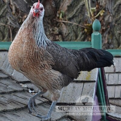 McMurrayHatchery-SilverPhoenix-Pullet.jpg