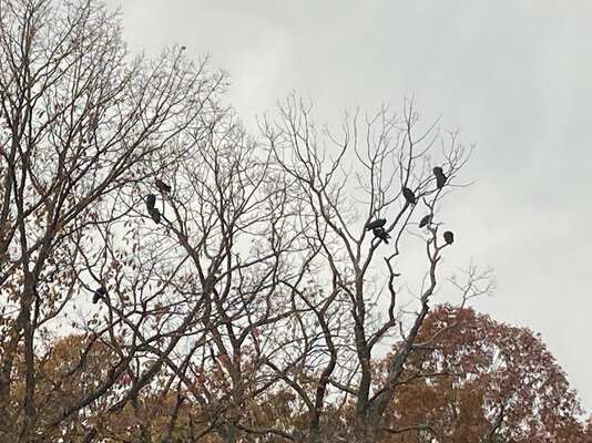 crows.jpg