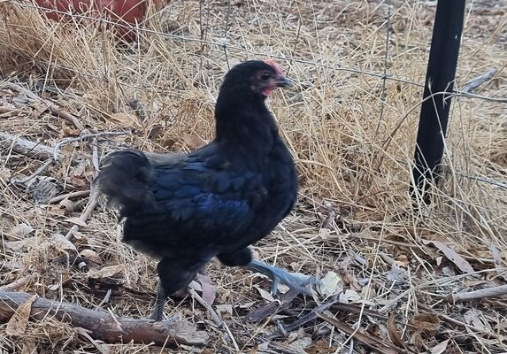 Black Australorp rooster chick.jpg
