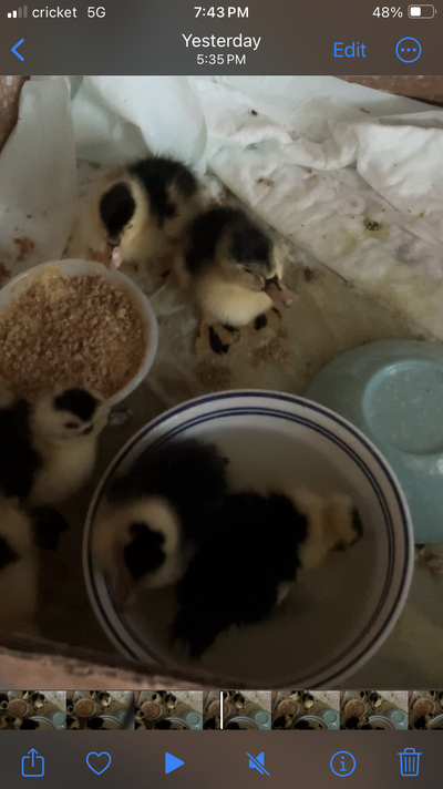 baby-magpie-ducklings.PNG
