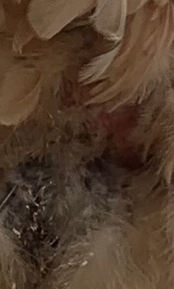 IMG_0777.jpeg