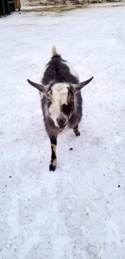 A Full Guide To Feeding Nigerian Dwarf Goats.