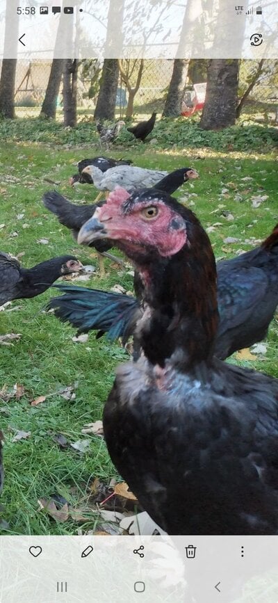 Amroha golden hen. 70's mother to best cocks.jpg