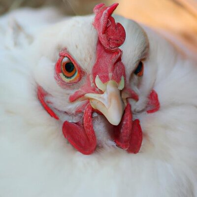 A picture of a pampered chicken girl (1).jpg