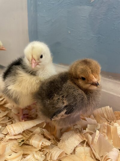 Chicks.jpg