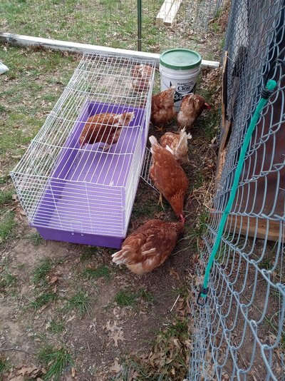 New Chickens.jpg