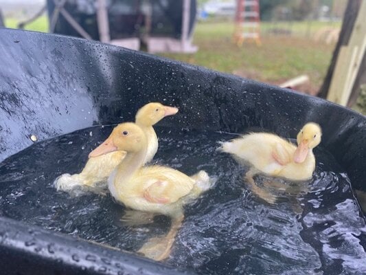 Ducks.jpg