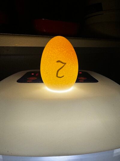 egg 2 candling upright.jpg