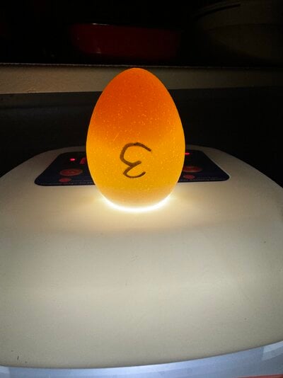 egg 3 candling upright.jpg