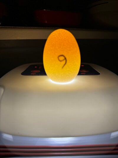 egg 6 candling upright.jpg